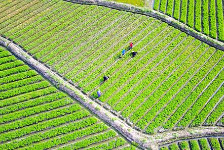 保护优先绿色发展 江西省出台措施推进生态扶贫