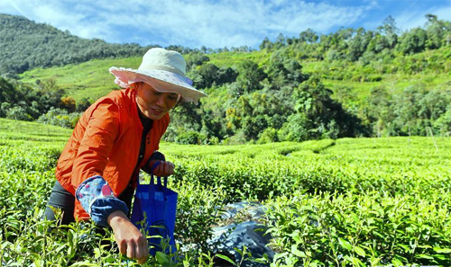西藏墨脱布局特色产业助民脱贫致富