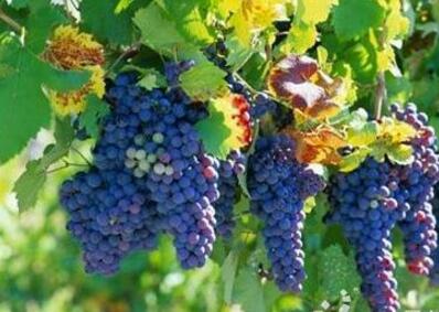 粮食和物资储备系统将持续帮扶脱贫地区优质特色农产品对接大市场