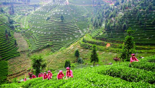 贫困户成了管护员 四川雅安天全县生态扶贫闯出新路