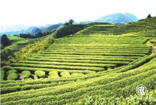 “扶贫定制农业”让福建省寿宁县下党乡走上致富路