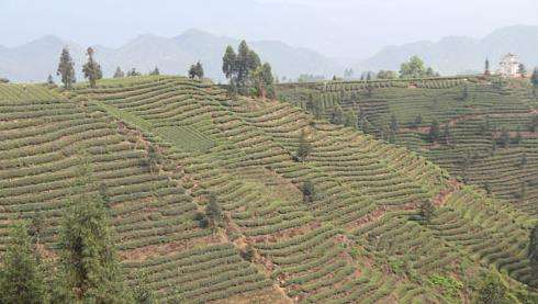 特色产业助四川雅安贫困户脱贫奔小康