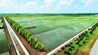 黑龙江绥化：筑牢粮食“压舱石” 现代农业绘新篇