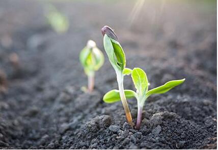 土壤污染源头防控行动计划发布 促进土壤健康和永续利用