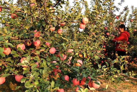 河北顺平：林果业转型升级成为扶贫的新引擎