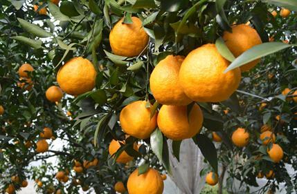 出口量价齐升 鲜味海外圈粉  中国水果“甜”进世界