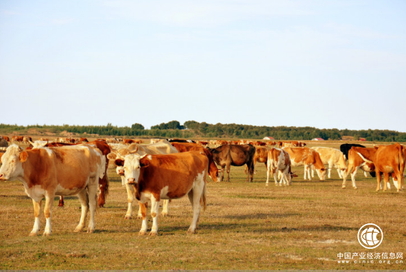农牧民赶着黄牛“马”上脱贫
