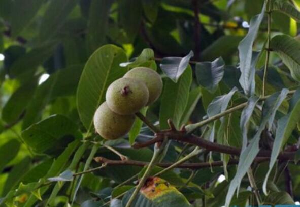 云南生态扶贫“砍山”变护山 青山变金山