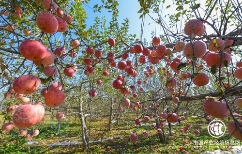 山西吉县奏响“红绿黄”脱贫变奏曲