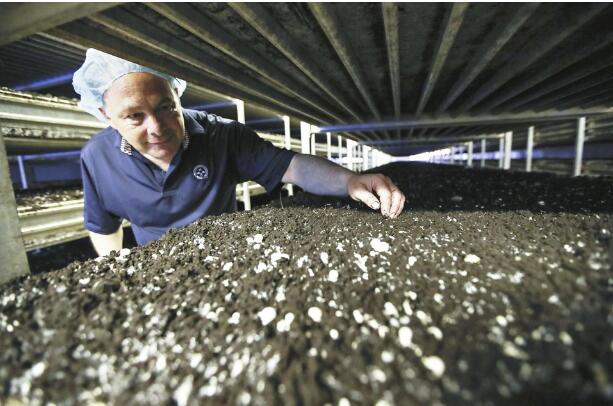 美国“蘑菇之都”的“中国计划”