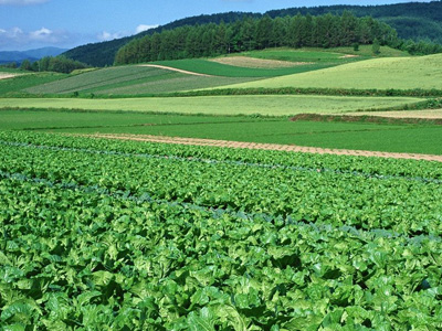 安徽特色种养业扶贫到户 年度覆盖率达81.6%