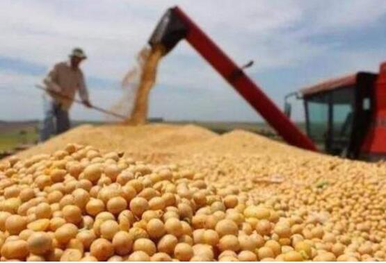 实施大豆和油料产能提升工程第二年——大豆面积稳中有增 单产提升显著