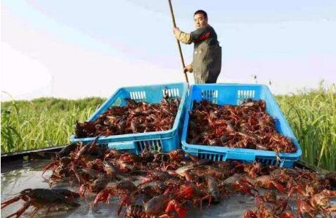 湖南南县“一虾三养”撬动乡村振兴百亿产业