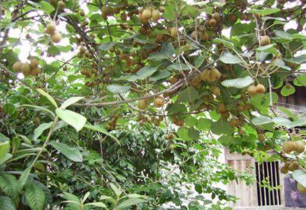 云南腾冲市庭院经济成品牌 方寸之地彰显活力