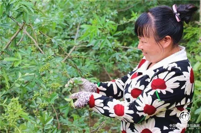 产值8.5亿元！云南鲁甸发展花椒产业带动5.6万人脱贫