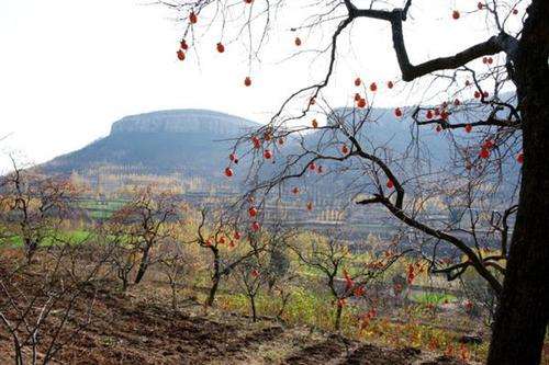 山东枣庄山亭区：“农业+”让“穷乡崮”变成“百果园”