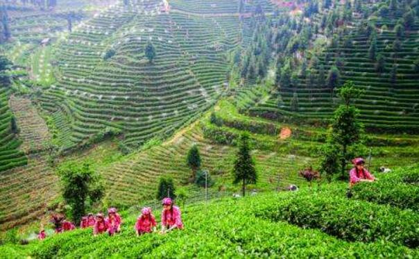 带富有能人 共富添希望——云南发挥带头人作用巩固脱贫成果促进共同富裕