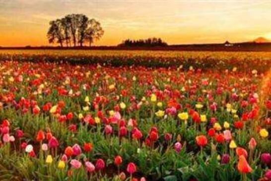 肯尼亚鲜花瞄准中国市场