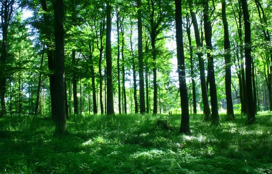 《欧盟森林战略》实施加速森林可持续经营