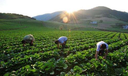 推动脱贫攻坚成果同乡村振兴有效衔接提质增效 重庆将抓好六项重点任务