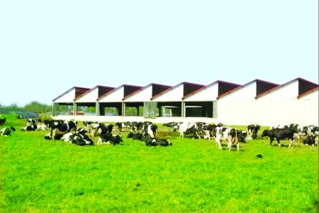 奶业经历原奶下行周期阵痛 控货控价、控货稳价成企业发展重心