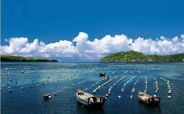 广东发布现代化海洋牧场标准体系规划
