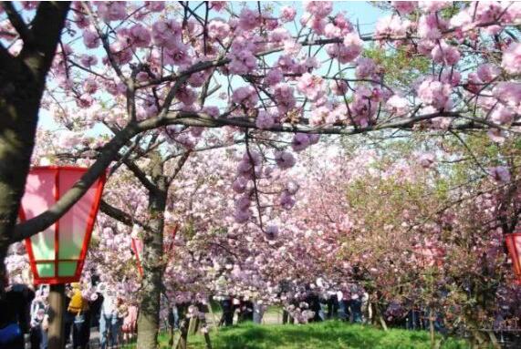 “赏花+”解锁好春光，“春日经济”创造消费新场景