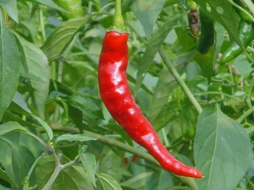 “中国尖椒之乡”河南内黄：菜农端上“金饭碗”