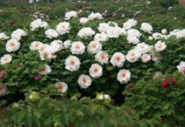 甘肃省西和县：脱贫致富有了“铁杆庄稼”