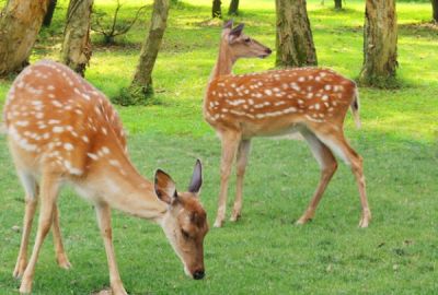鹿茸产量常年位居全国首位 养鹿大省一