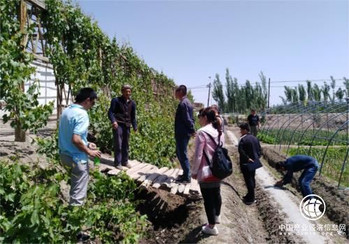 新疆喀什英吉沙县帕其英也尔村绘就美丽乡村新画卷