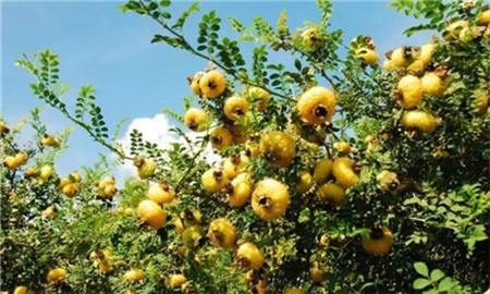 地里“长出”产业来：一颗好梨激活一域兴盛