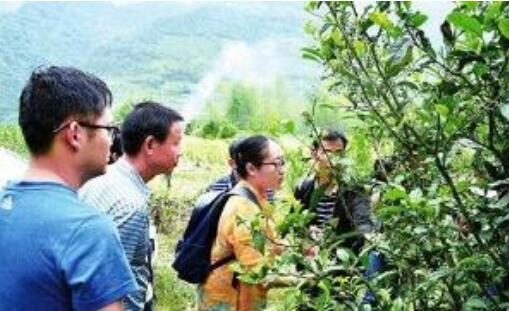 开州：大山深藏古茶树 产业脱贫新希望