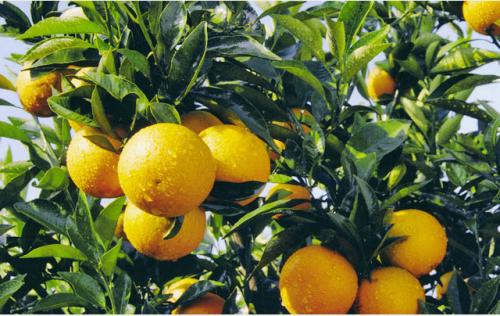 打造“共富果园” 浙赣合作探索富民增收新路子