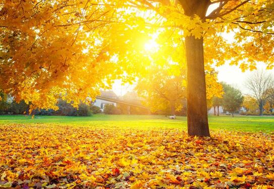 丰富产品供给 金秋文旅市场持续火热