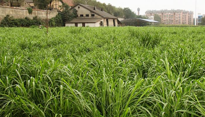 重庆酉阳多方合力 探索山区立体种养循环农业新路子