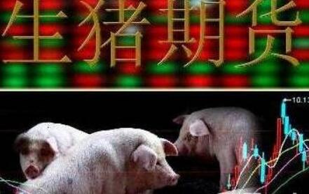 生猪期货运行顺畅 已累计成交量814.84万手