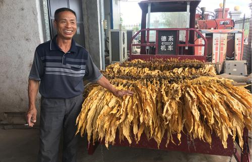 “黄金叶”托起“黄金业” 山西长子烤烟产业赋能乡村振兴