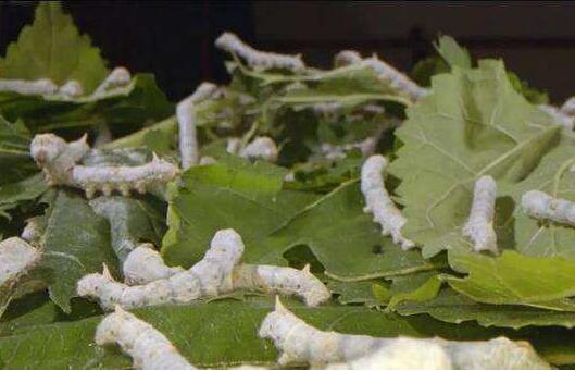 重庆桑蚕织出致富新