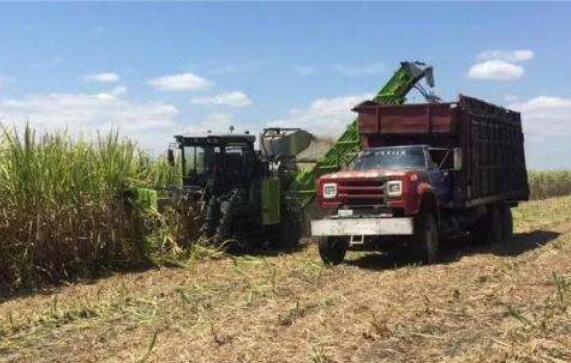 江西余江：一根甘蔗“两头”甜