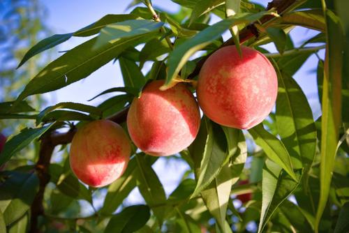 河北唐山乐亭水蜜桃成农民致富“黄金果”