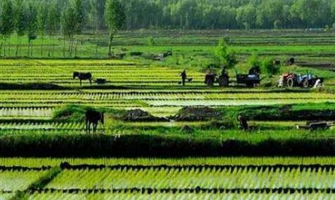 从一份交易文件透视农村集体产权制度改革