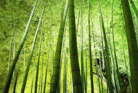 福建省南平市竹科技点