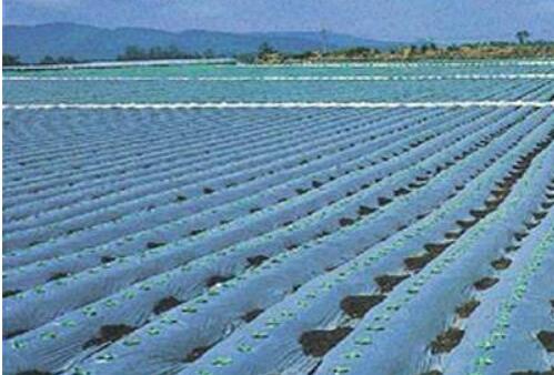 专家为农膜行业发展指路