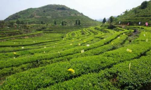 甘肃省20多万贫困人口依靠中药材产业脱贫