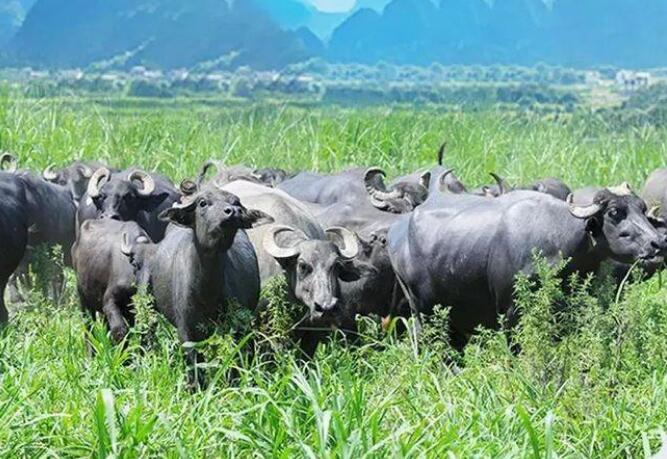 齐齐哈尔：叫响“中国牛都”金字招牌