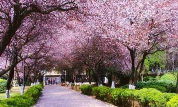 “赏花经济”不能“昙花一现”