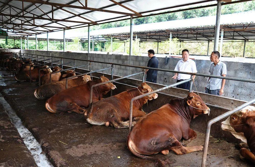 今年前三季度四川畜牧业生产平稳向好