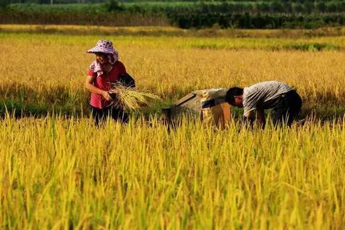 200亿！农资价格明显上涨，国务院将给实际种粮农民发补贴