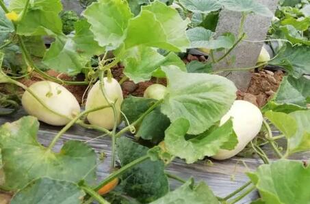 特色种植让群众增收致富 助力乡村振兴